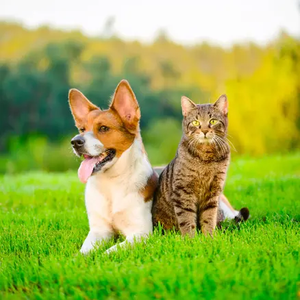 animaux
